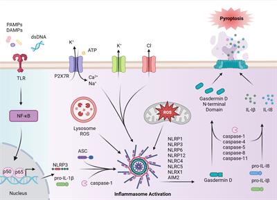 The regulation of self-tolerance and the role of inflammasome molecules